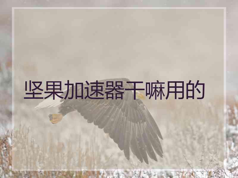 坚果加速器干嘛用的
